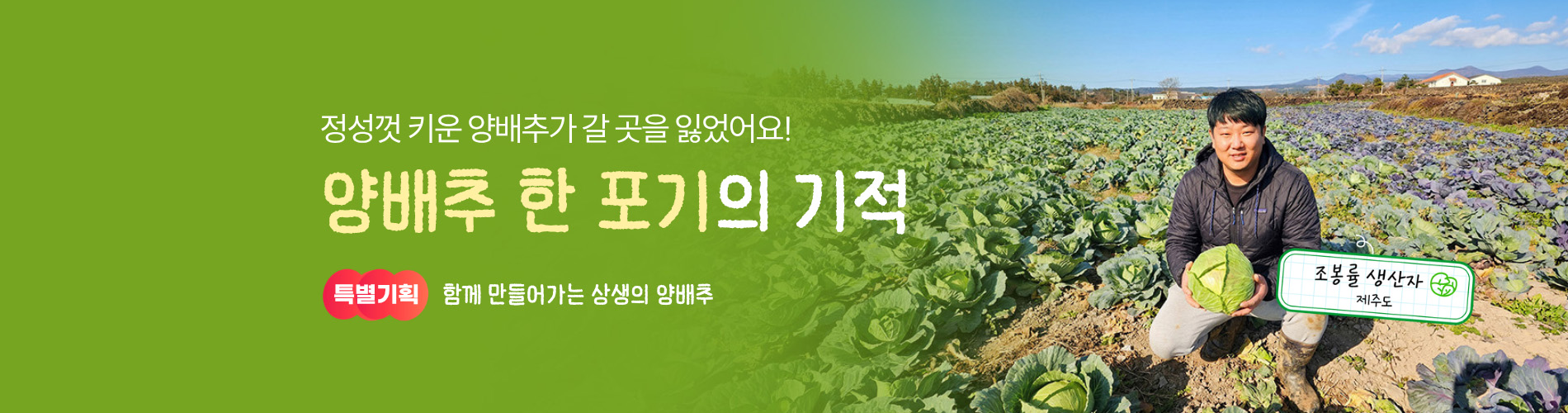 양배추 한 포기의 기적