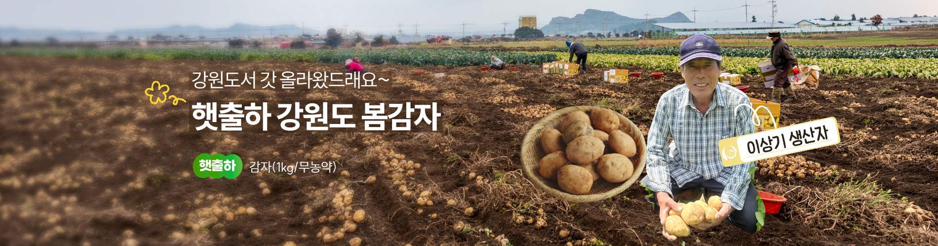 강원도 봄감자 햇출하