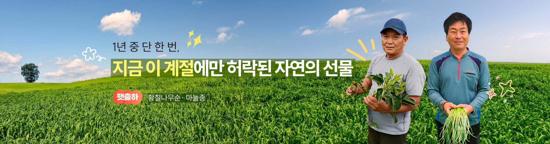 햇출하(황칠나무순, 마늘종)