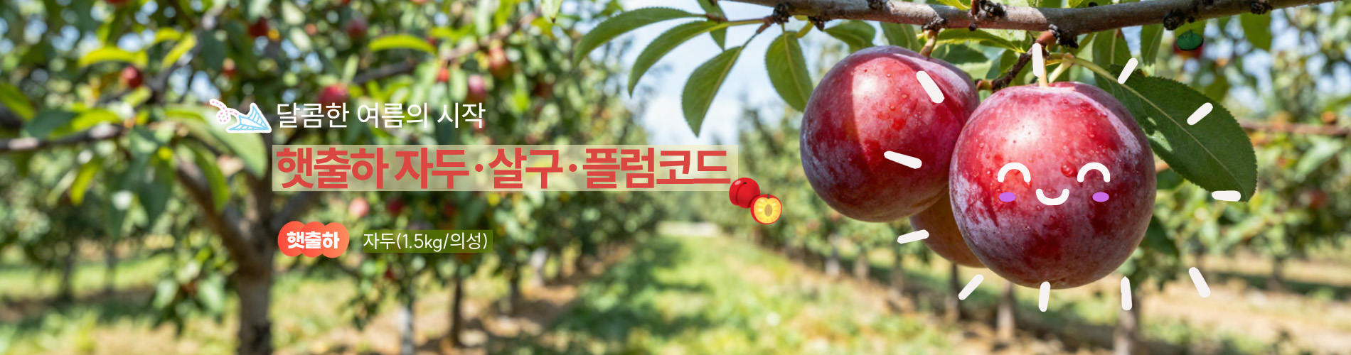 햇출하 자두·살구·플럼코드
