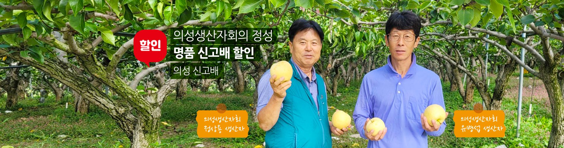 의성신고배