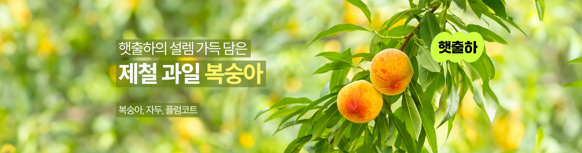 복숭아