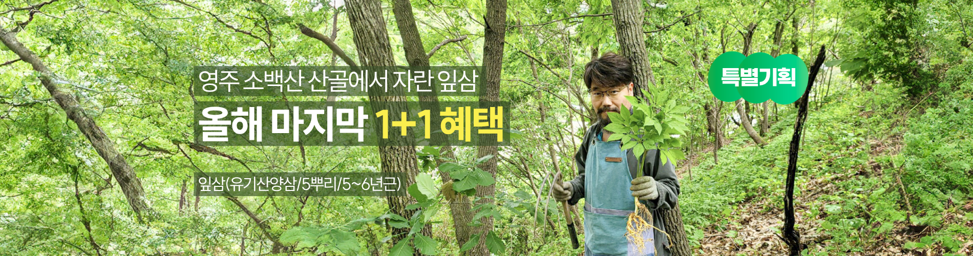 잎삼